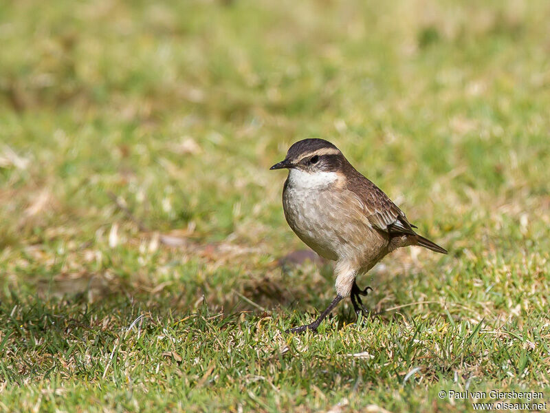 Cream-winged Cinclodes