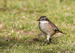 Cream-winged Cinclodes