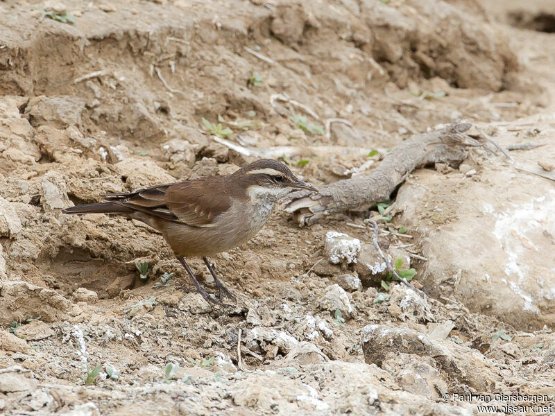 Cream-winged Cinclodes