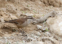 Cream-winged Cinclodes