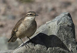 Cream-winged Cinclodes