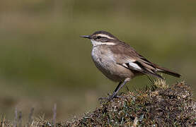 Cream-winged Cinclodes