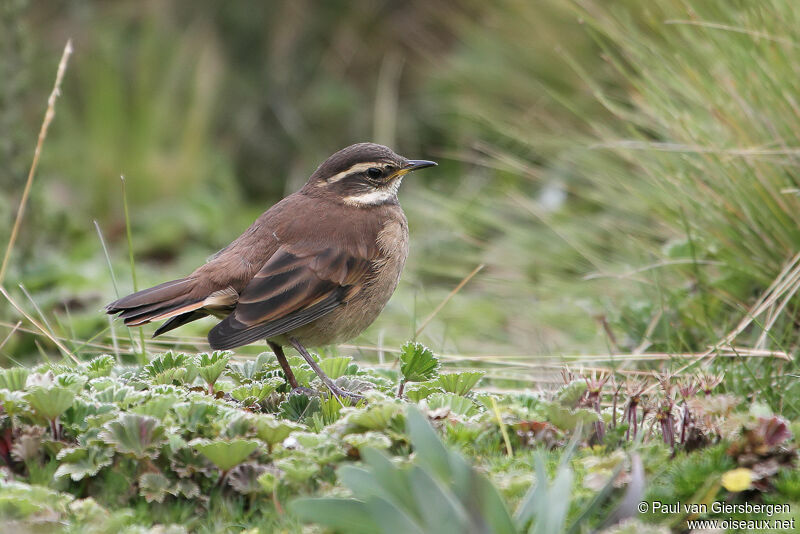 Chestnut-winged Cinclodes