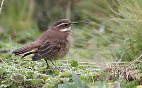 Chestnut-winged Cinclodes