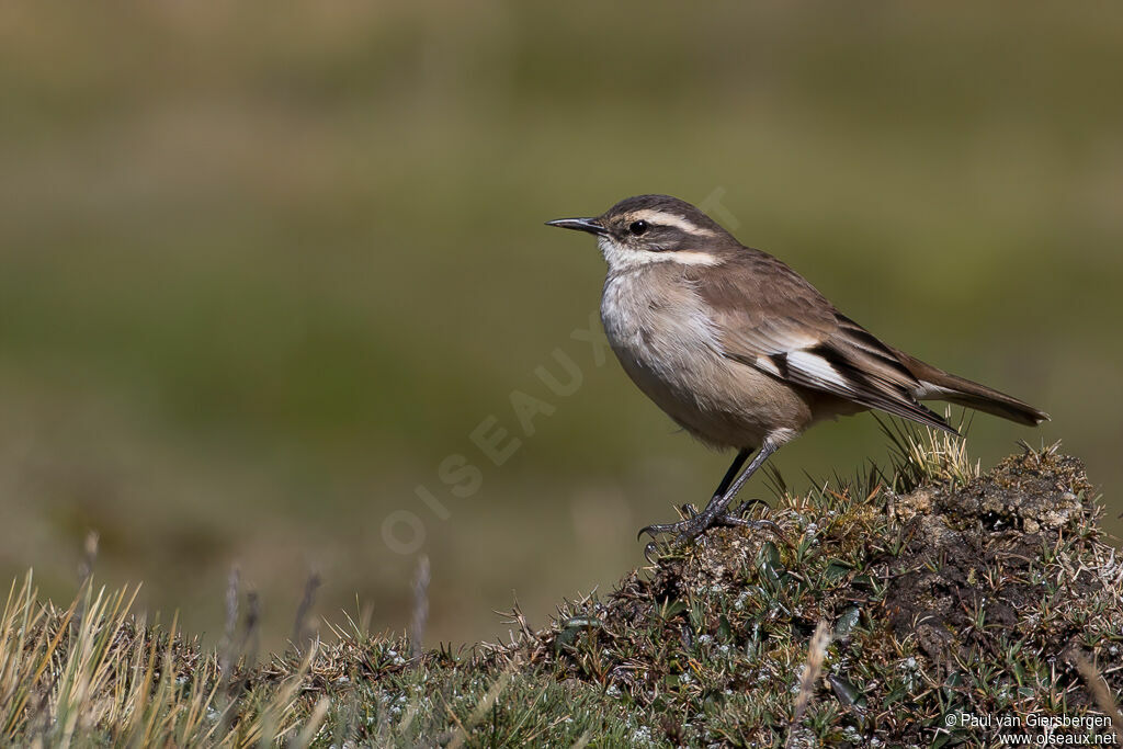 Cream-winged Cinclodes adult