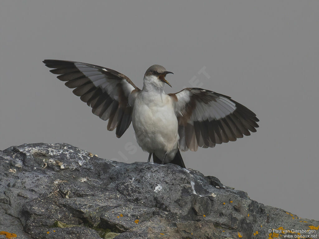 White-bellied Cinclodesadult