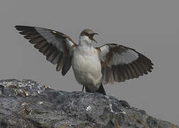 White-bellied Cinclodes