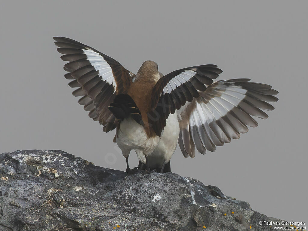 White-bellied Cinclodes