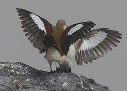 White-bellied Cinclodes