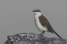 White-bellied Cinclodes