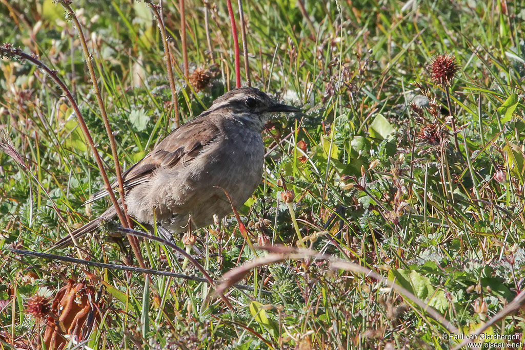 Grey-flanked Cinclodesadult