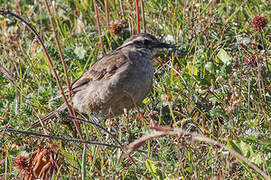 Grey-flanked Cinclodes