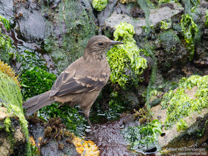 Peruvian Seaside Cinclodes