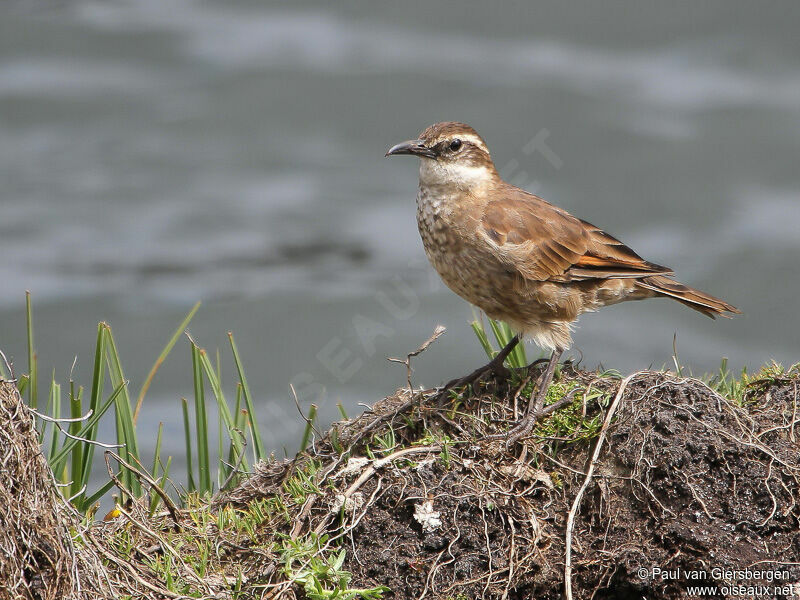 Stout-billed Cinclodes