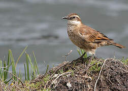 Stout-billed Cinclodes