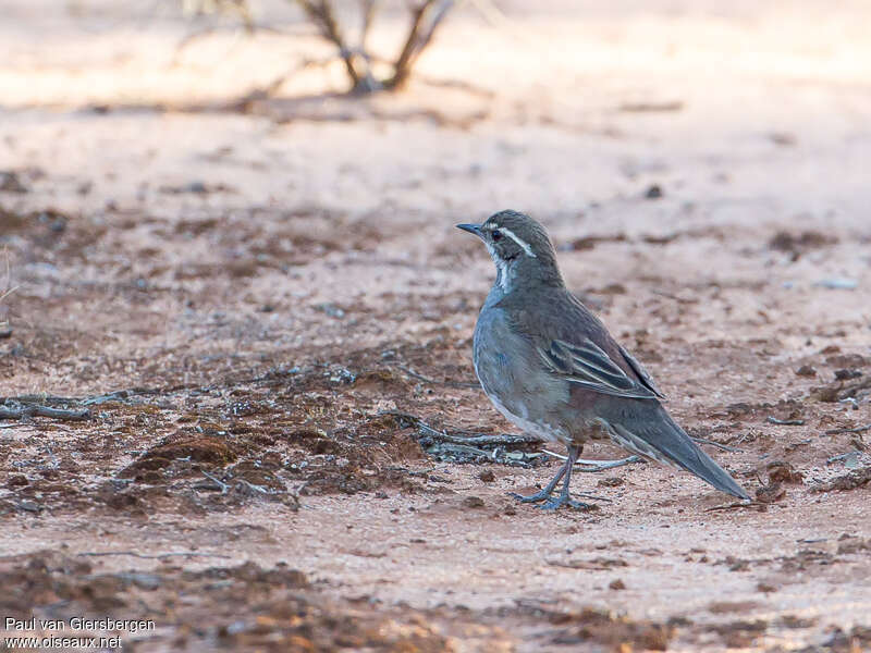 Chestnut Quail-thrush female adult