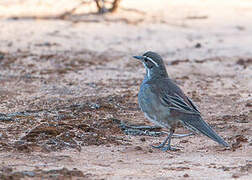 Chestnut Quail-thrush