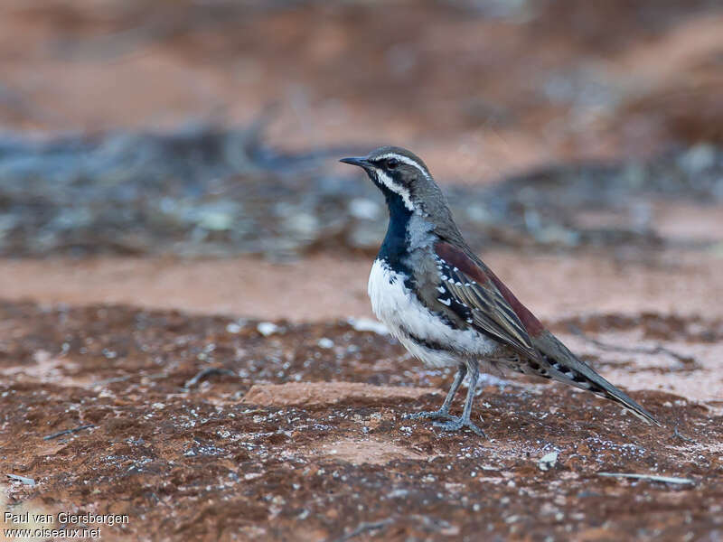 Cinclosome marron mâle adulte, identification