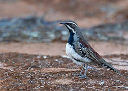 Chestnut Quail-thrush