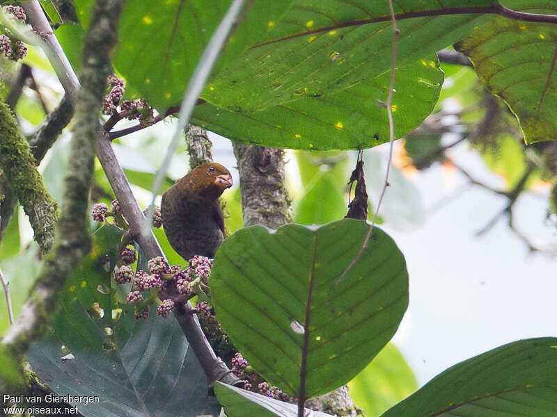 Cipaye écarlateimmature, identification