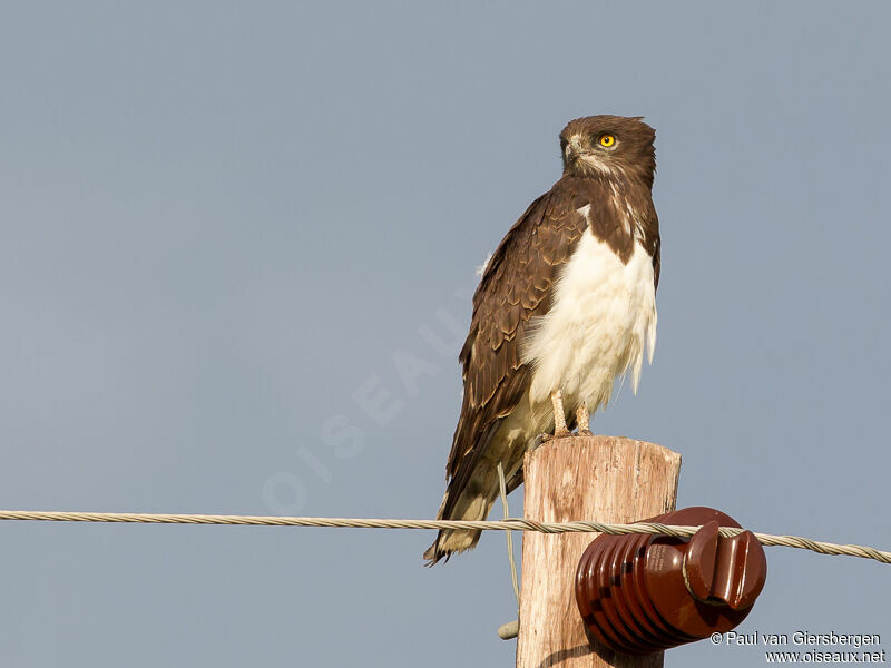 Black-chested Snake Eagle