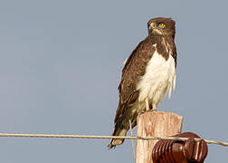 Black-chested Snake Eagle