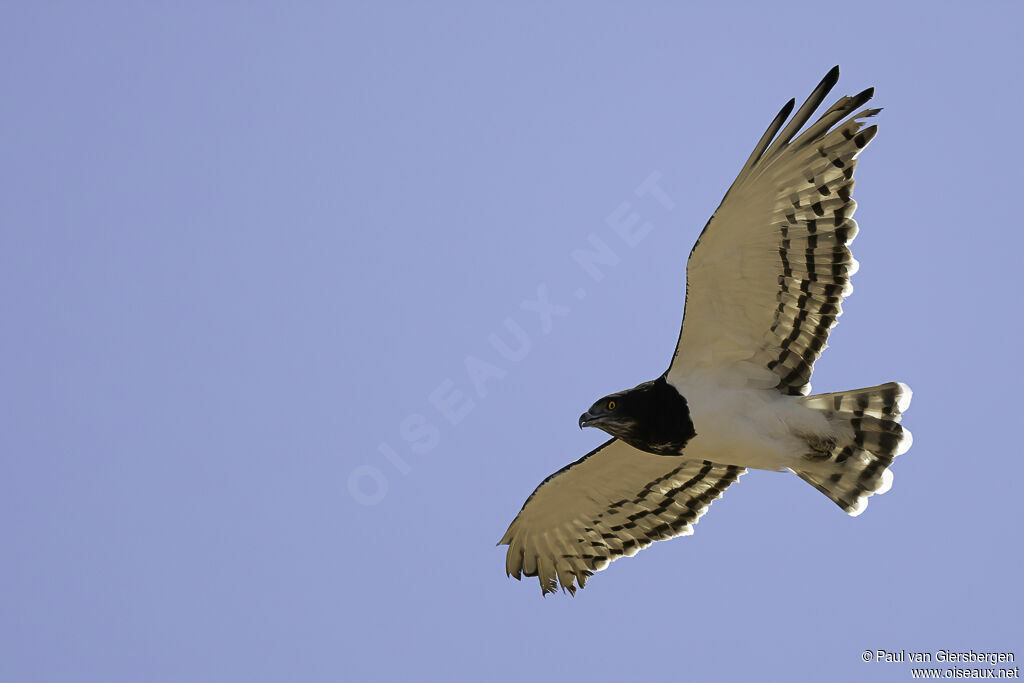 Circaète à poitrine noireadulte