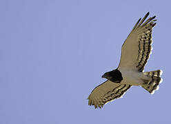 Black-chested Snake Eagle