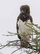 Black-chested Snake Eagle