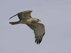 Black-chested Snake Eagle