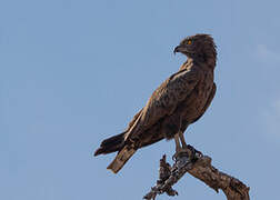 Brown Snake Eagle