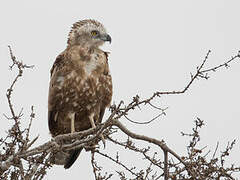 Brown Snake Eagle