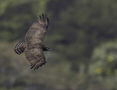 Brown Snake Eagle