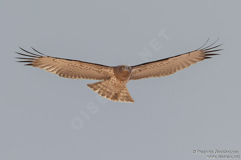 Short-toed Snake Eagle