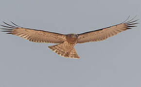 Short-toed Snake Eagle