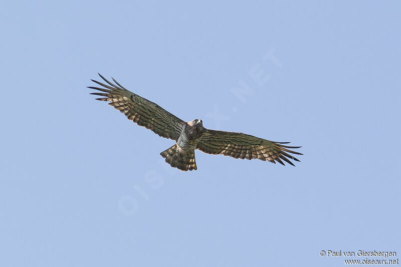 Short-toed Snake Eagle