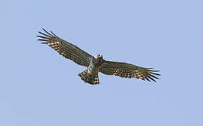 Short-toed Snake Eagle