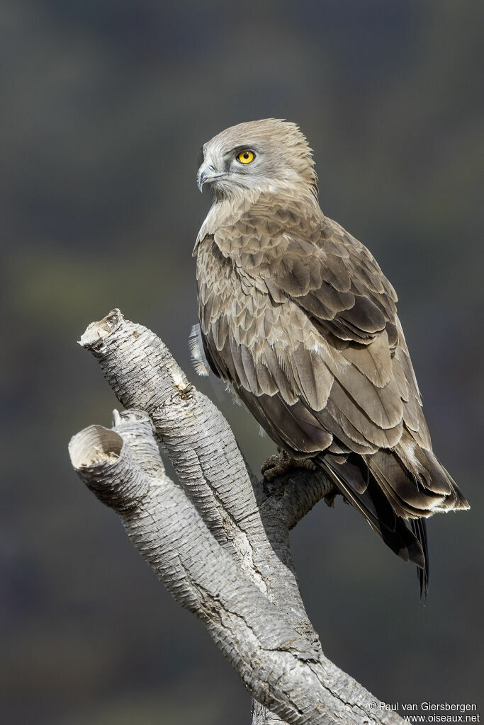 Circaète Jean-le-Blancadulte