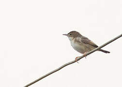 Short-winged Cisticola