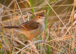 Short-winged Cisticola