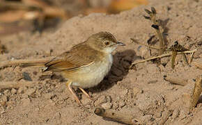 Short-winged Cisticola