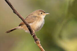 Short-winged Cisticola