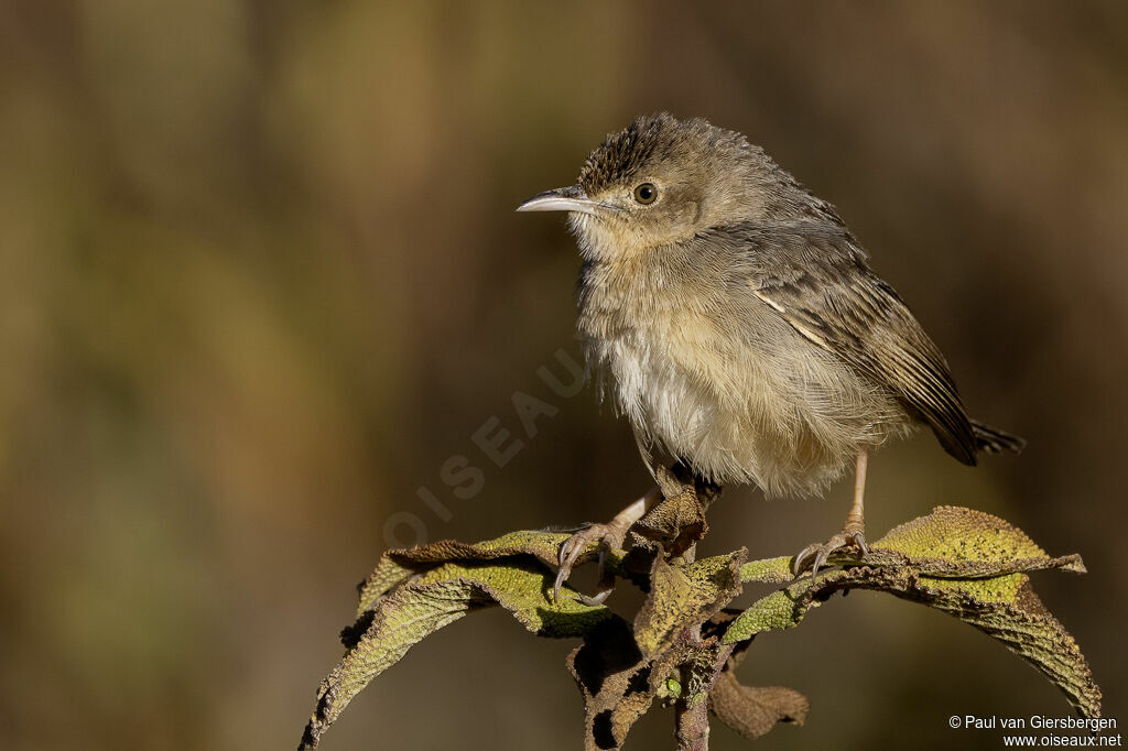 Cisticole à ailes courtesadulte