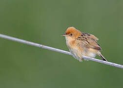 Golden-headed Cisticola