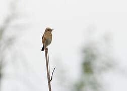 Golden-headed Cisticola