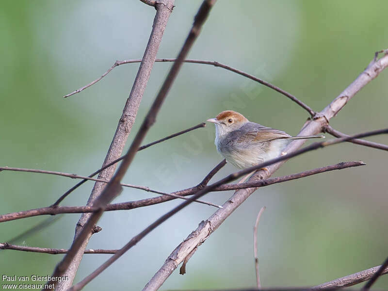 Cisticole à couronne rousseadulte, identification