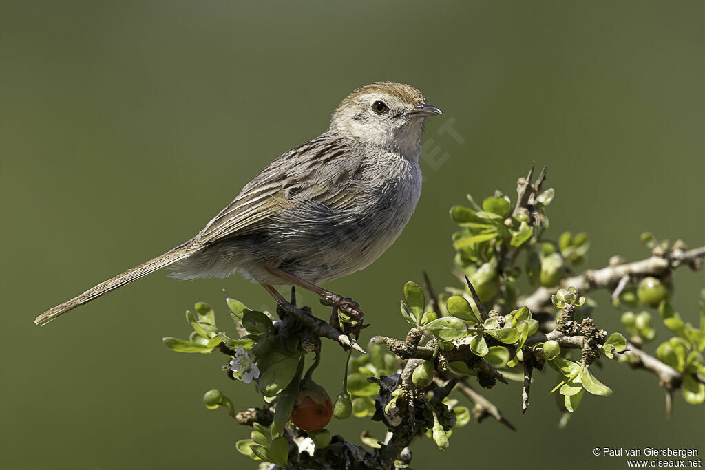 Grey-backed Cisticolaadult
