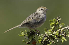 Grey-backed Cisticola