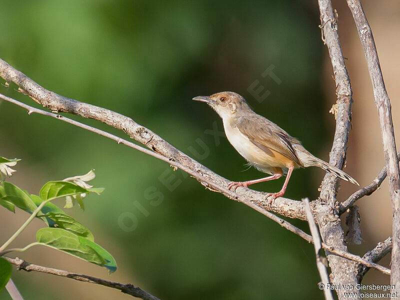 Red-faced Cisticola