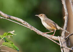 Red-faced Cisticola